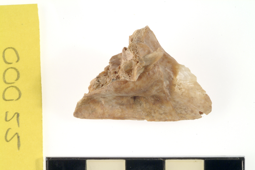 Snapper or Bream, not further identified