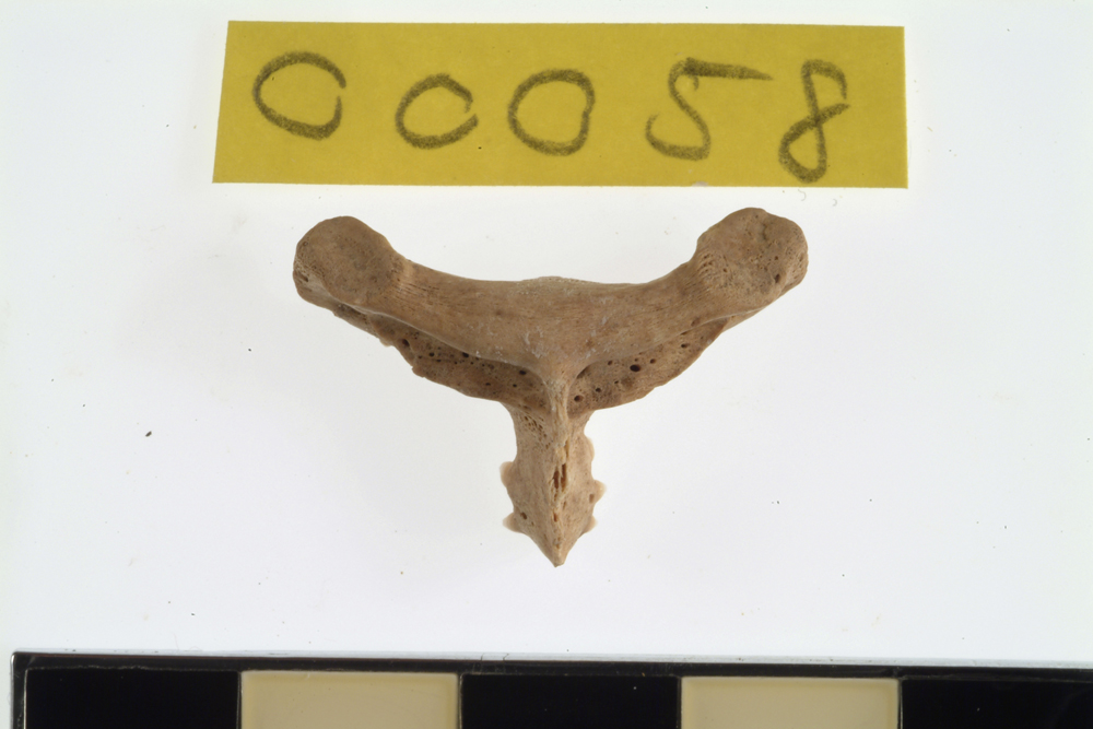 Wrasse, not further identified