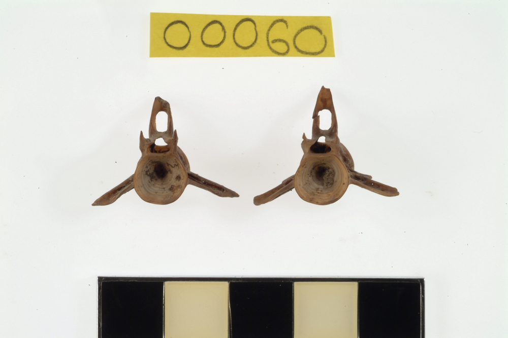 Freshwater Eel, not further identified