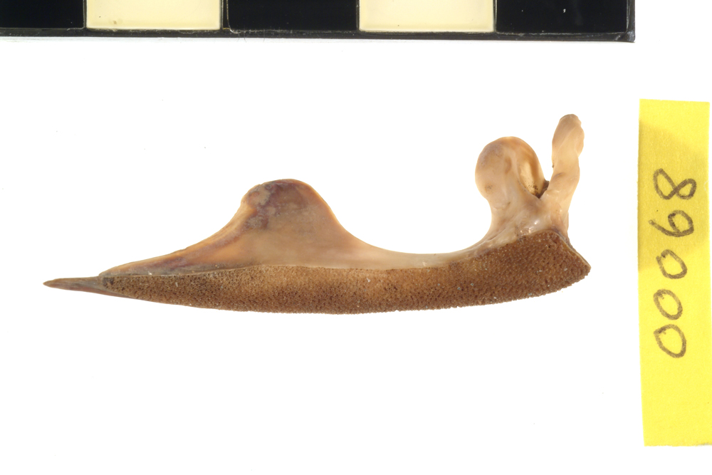 Rockcod or Seaperch, not further identified