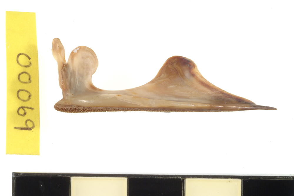 Rockcod or Seaperch, not further identified