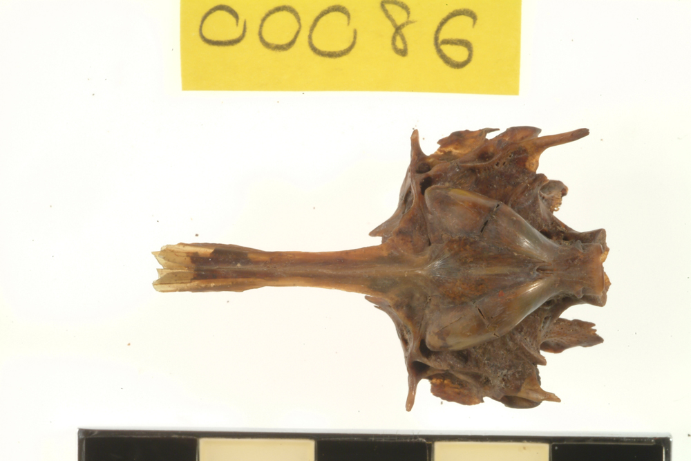 Whiting, not further identified