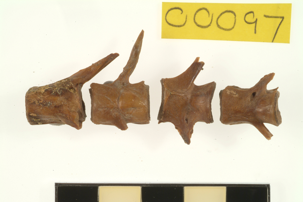 Leatherjacket, not further identified