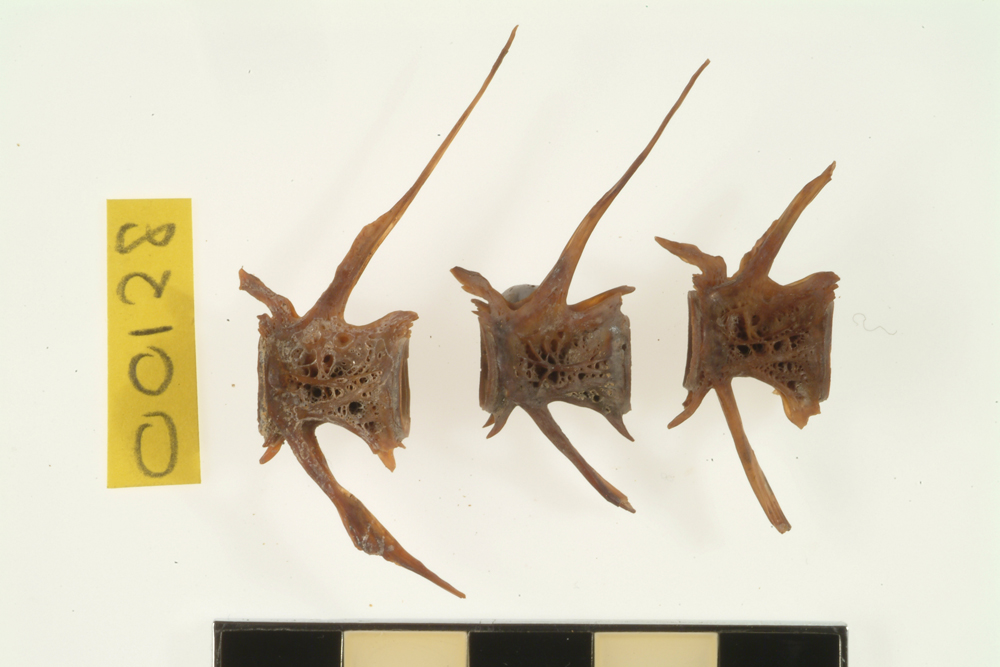 Mullet, not further identified