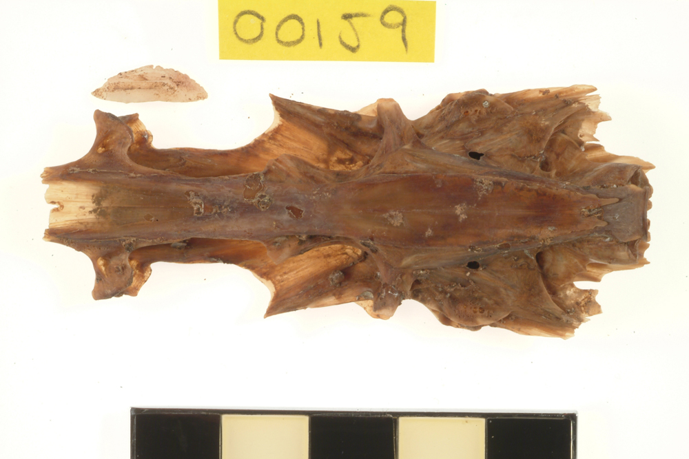 Dusky Flathead