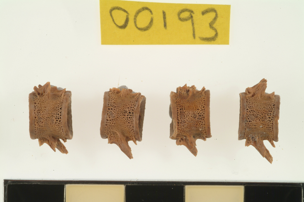 Salmon or Trout, not further identified