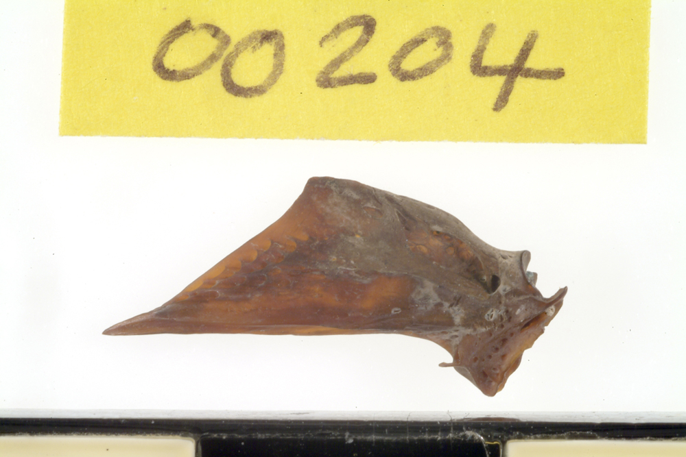 Mullet, not further identified