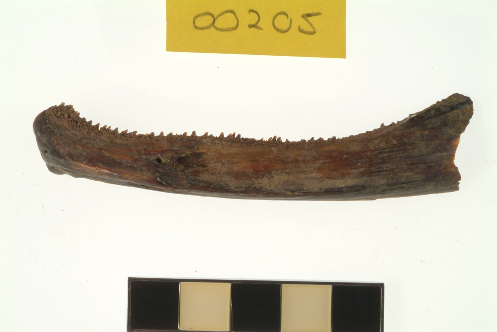 Flathead, not further identified