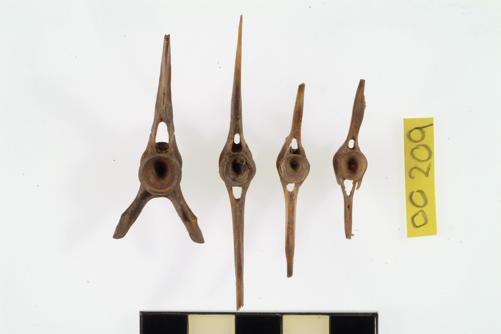 Snapper or Bream, not further identified