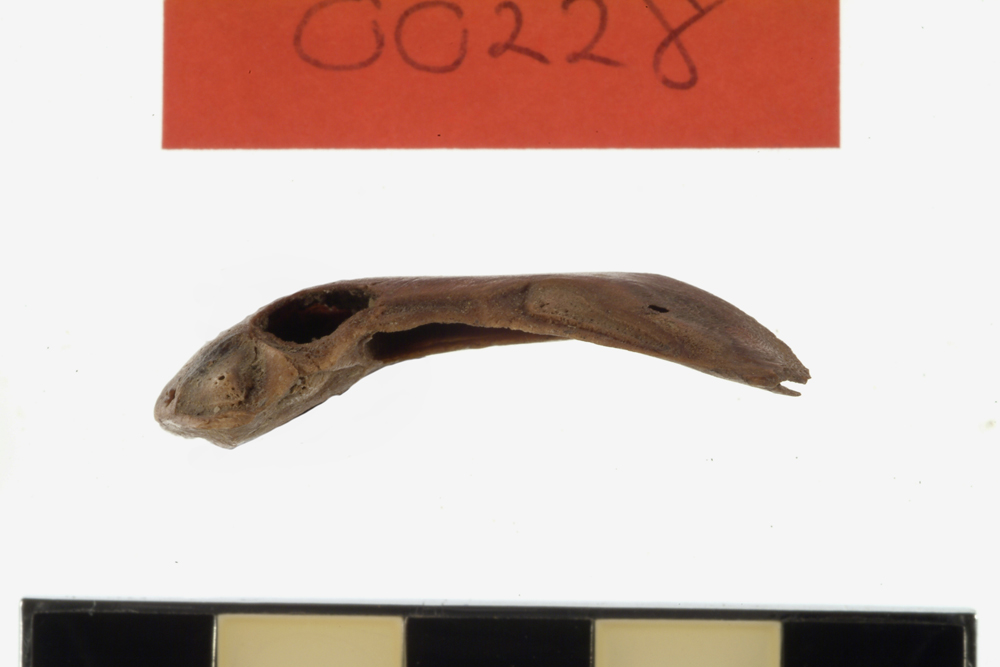 Leatherjacket, not further identified