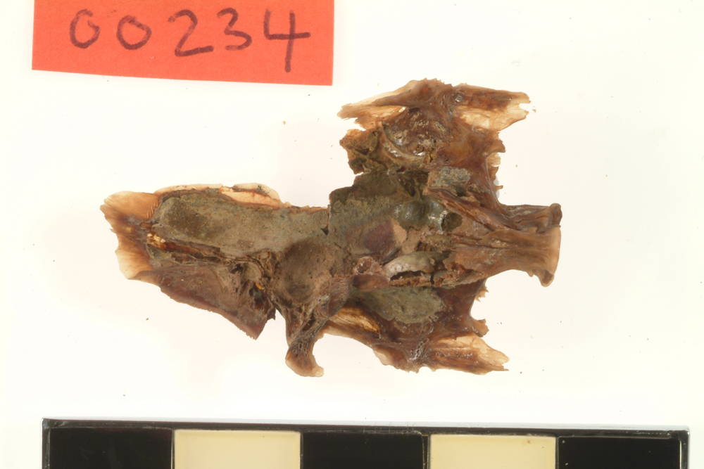 Sea Mullet, uncertain