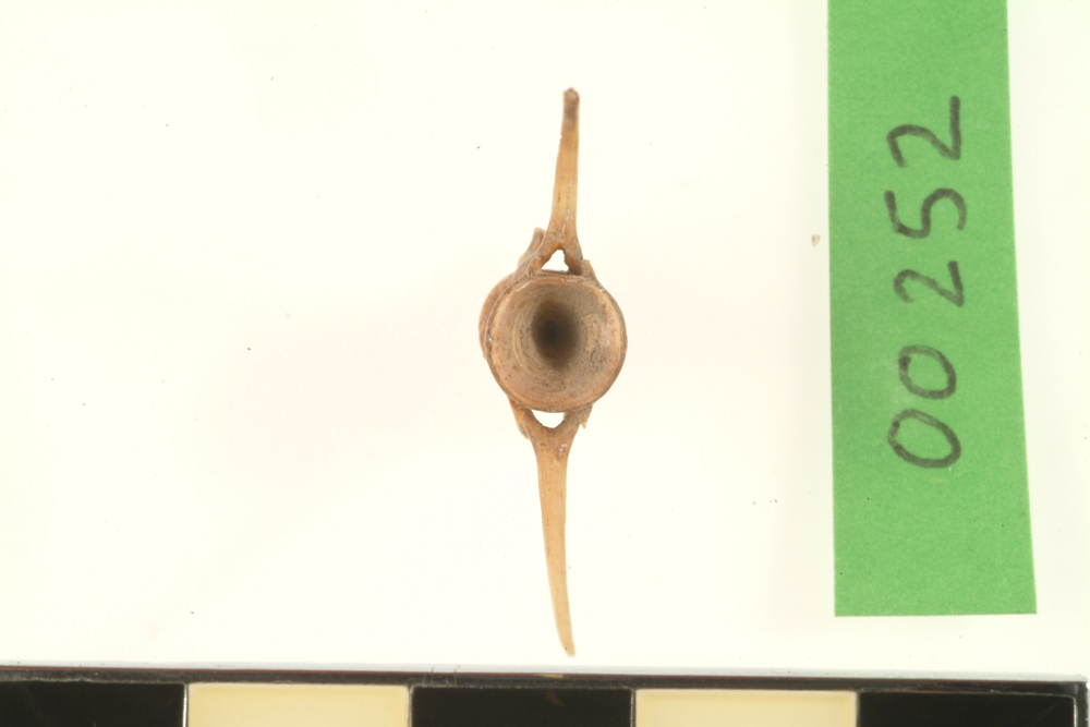 Mullet, not further identified