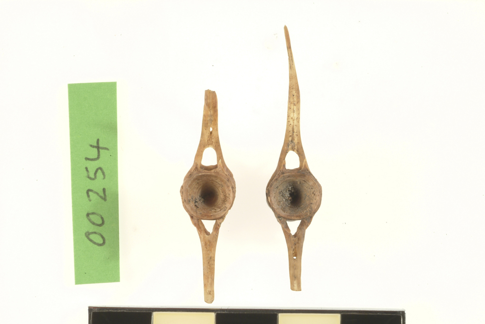 Mullet, not further identified