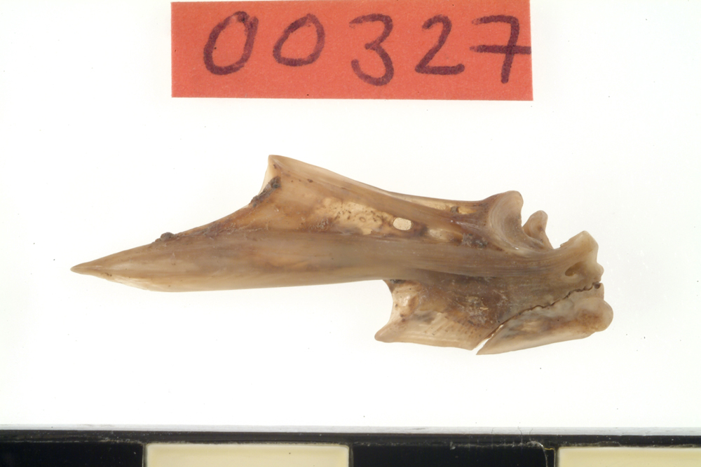 Dusky Flathead, uncertain