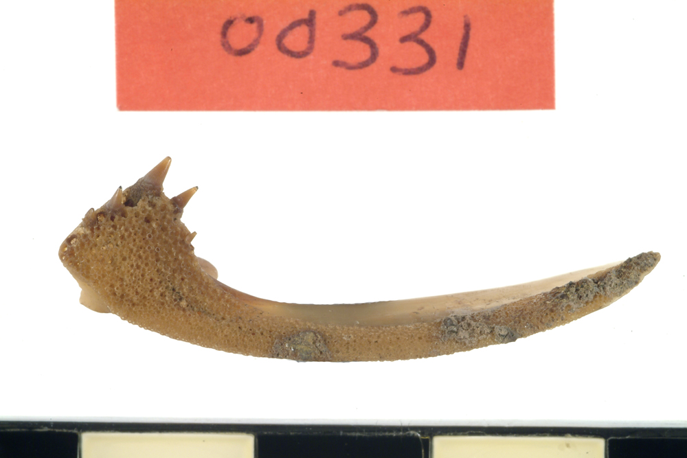 Dusky Flathead