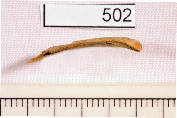 Common Jack Mackerel, uncertain