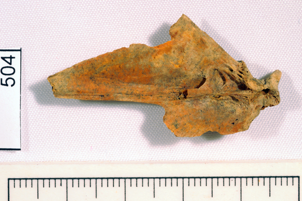 Australian Salmon, not further identified