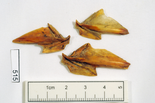 Australian Salmon, not further identified