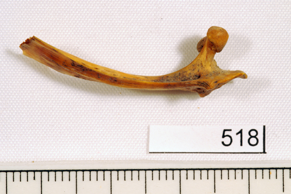 Trevally, not further identified