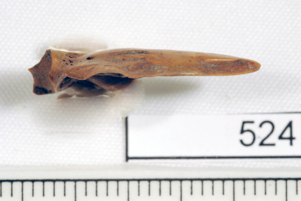 Morwong, not further identified