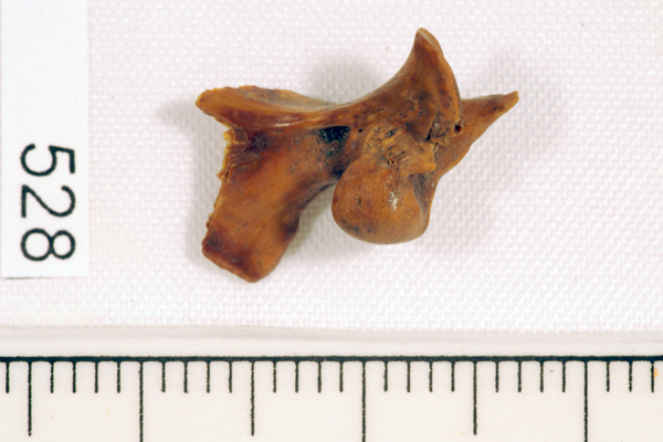 Morwong, not further identified