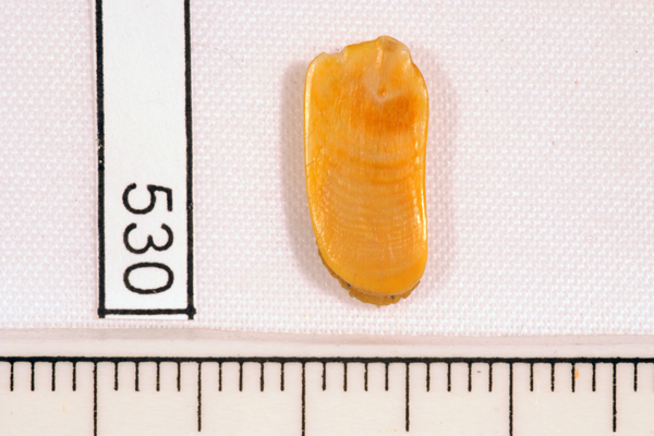 Leatherjacket, not further identified