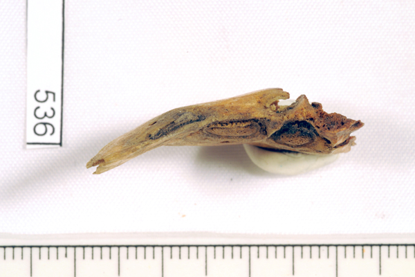 Leatherjacket, not further identified