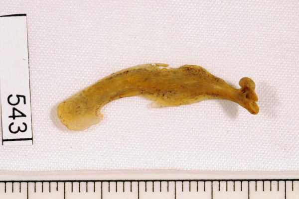 Barracouta, not further identified