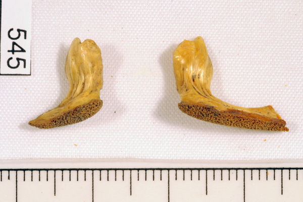 Trevally, not further identified