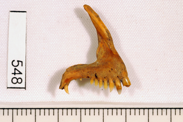 Wrasse, not further identified