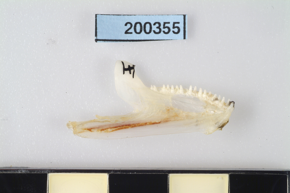 Largetooth Flounder