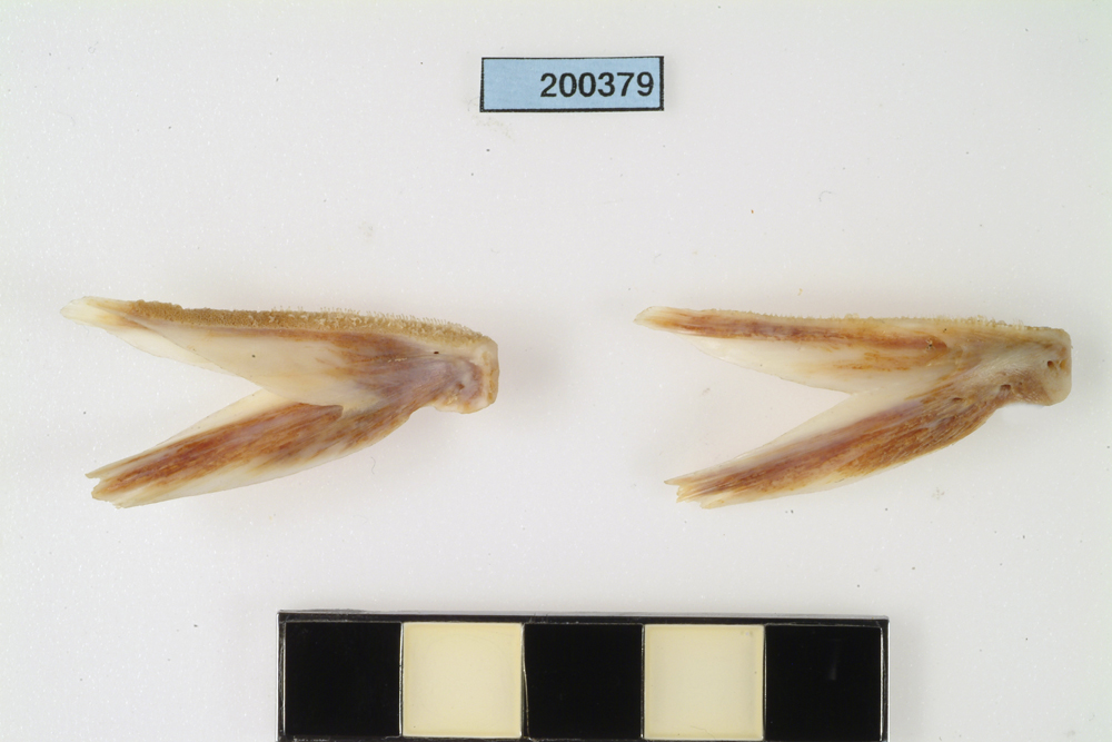 Yellowtail Kingfish, 2