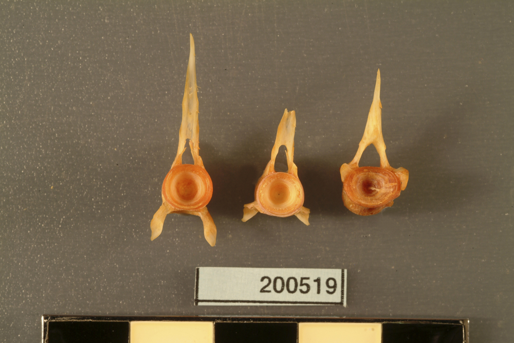 Eastern Australian Salmon