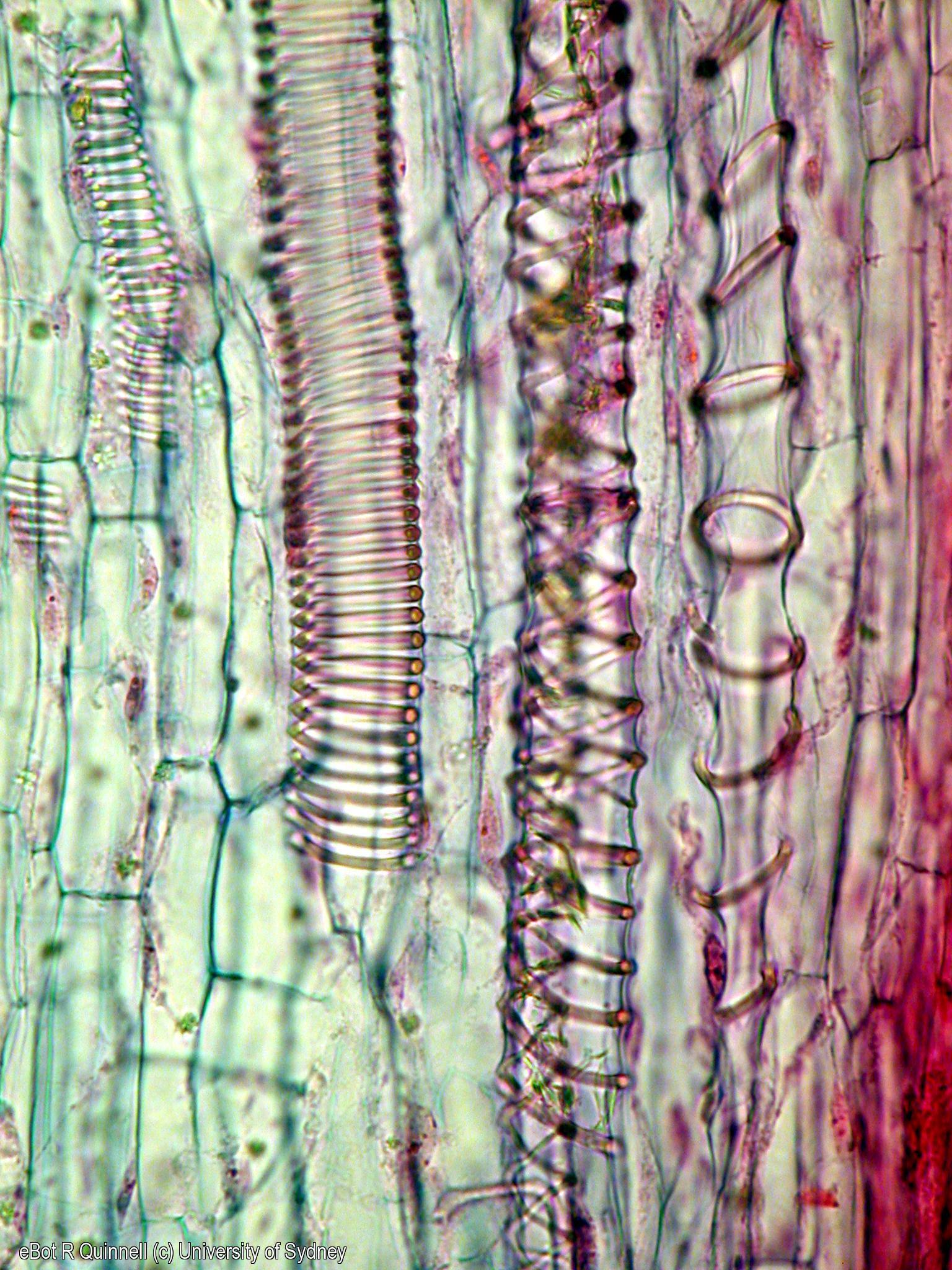 LS Sechium edule (choko) stem