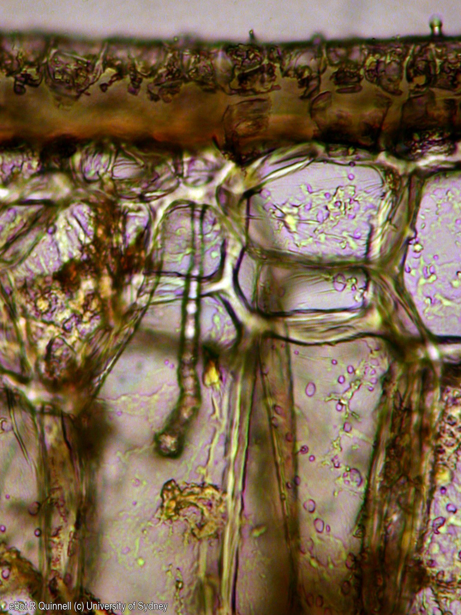 TS Ficus elastica unrolled young leaf