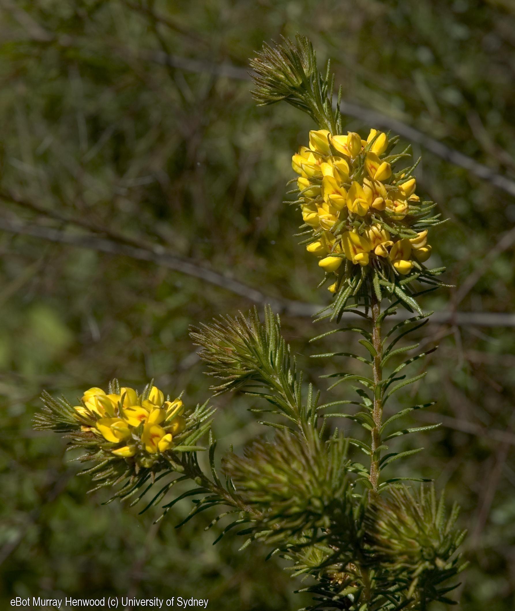 Phyllota phylicoides