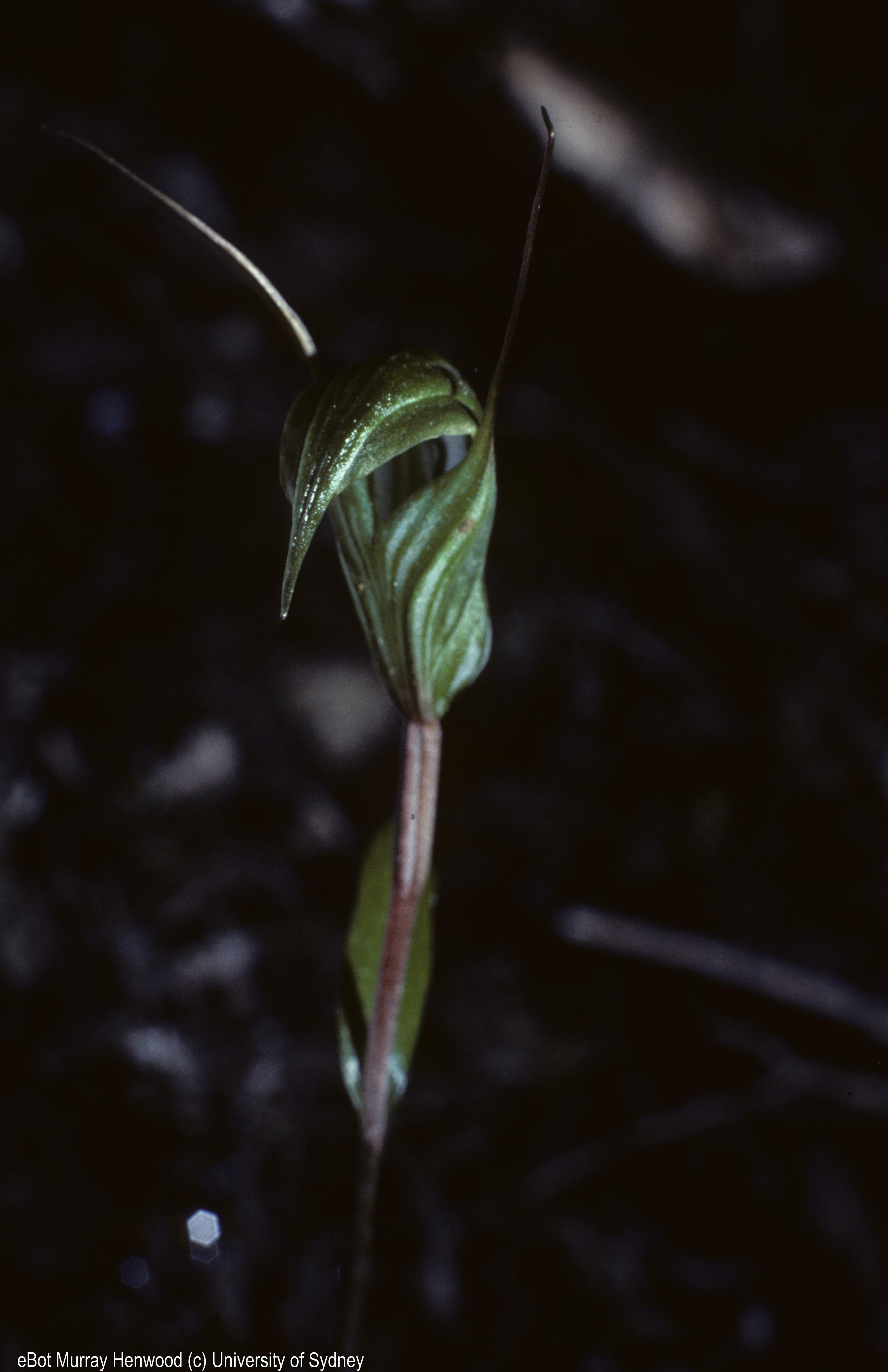 Pterostylis alobula