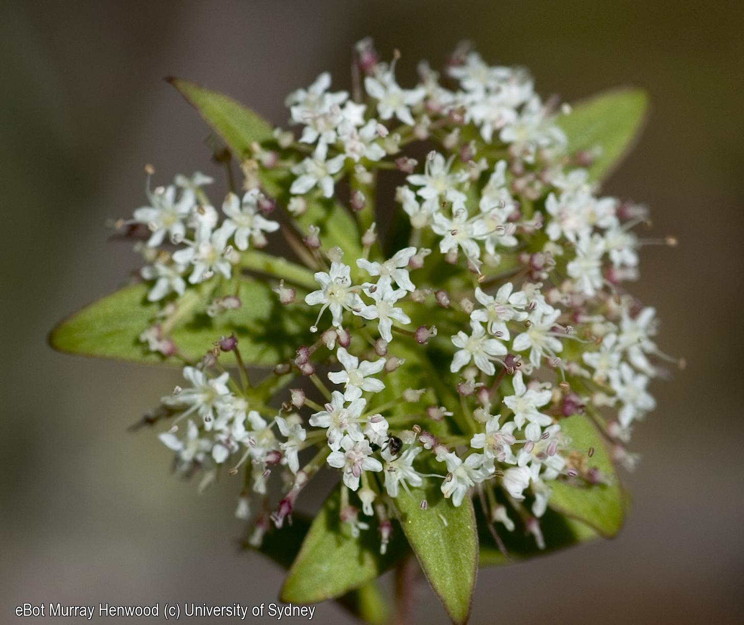 Platysace lanceolata