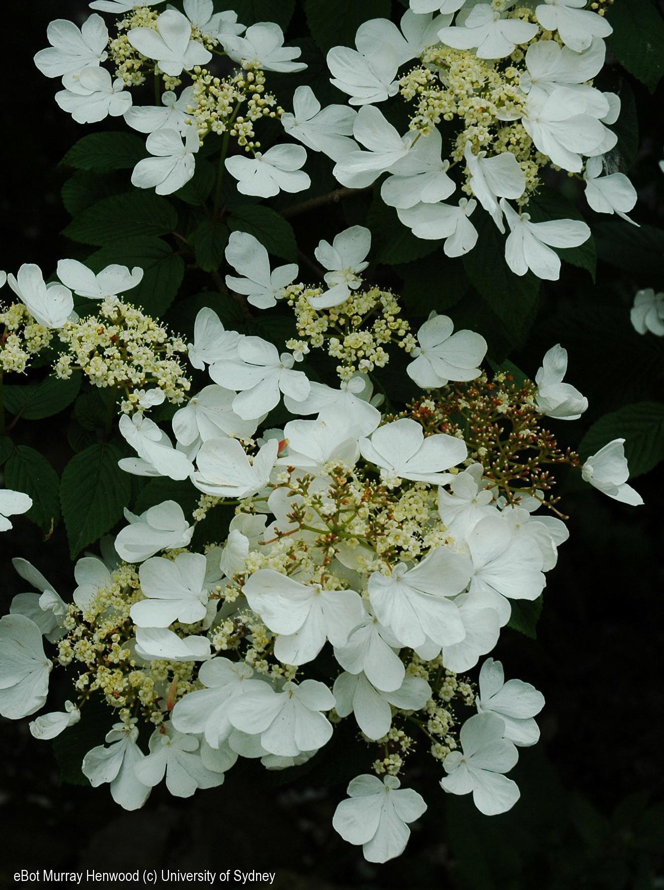 Viburnum lantanoides
