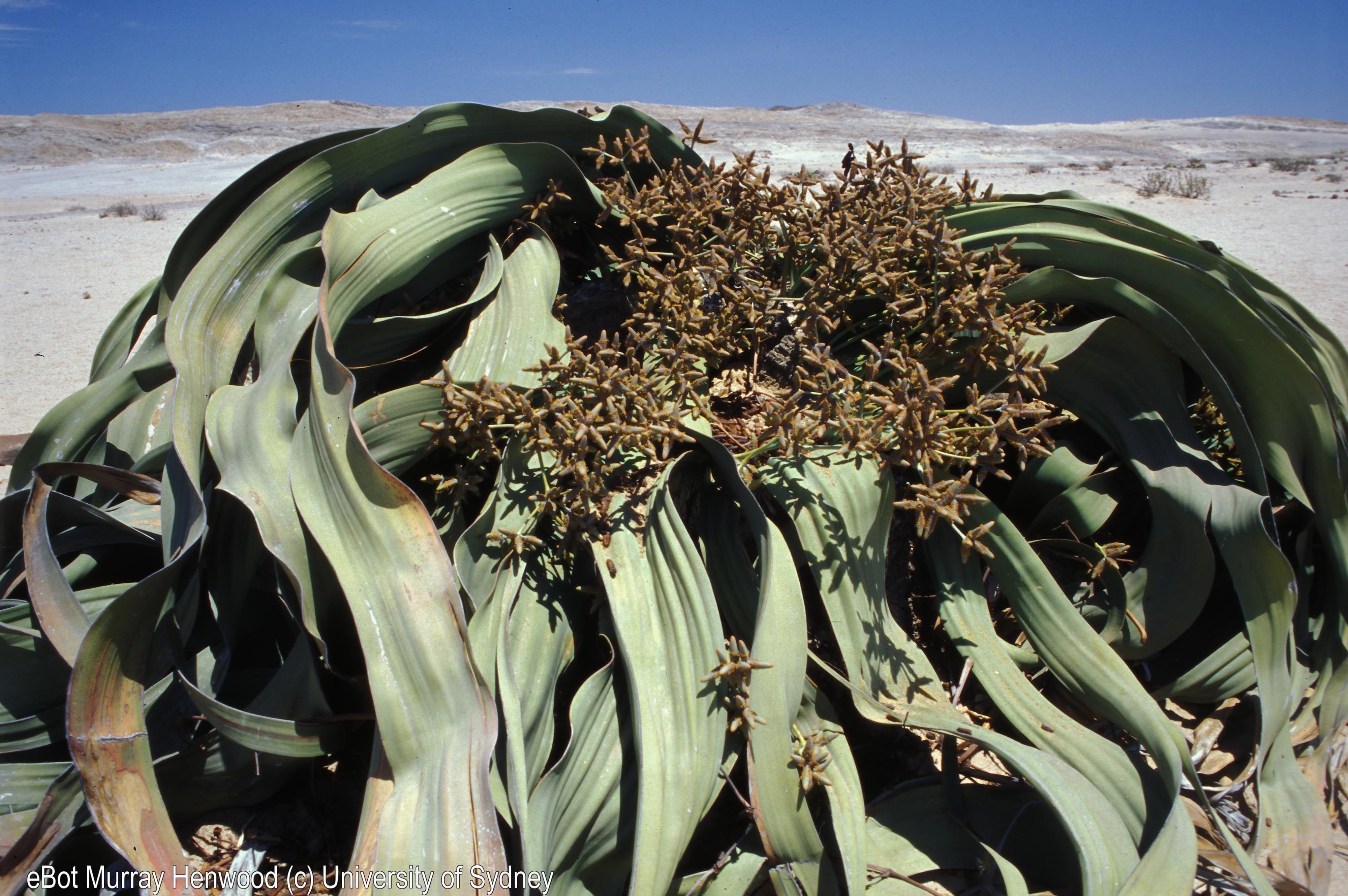 Welwitschia sp.