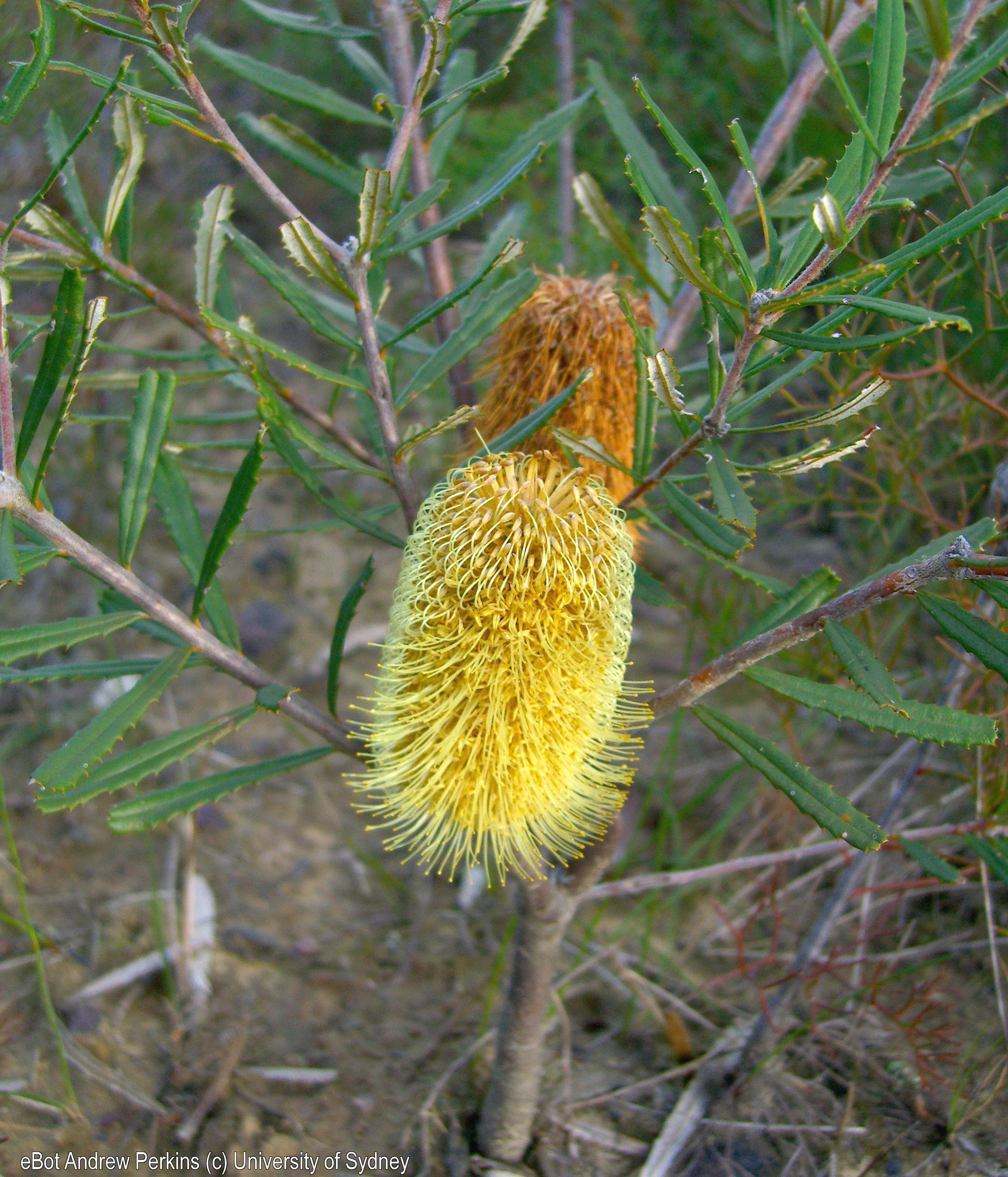 Banksia marginata
