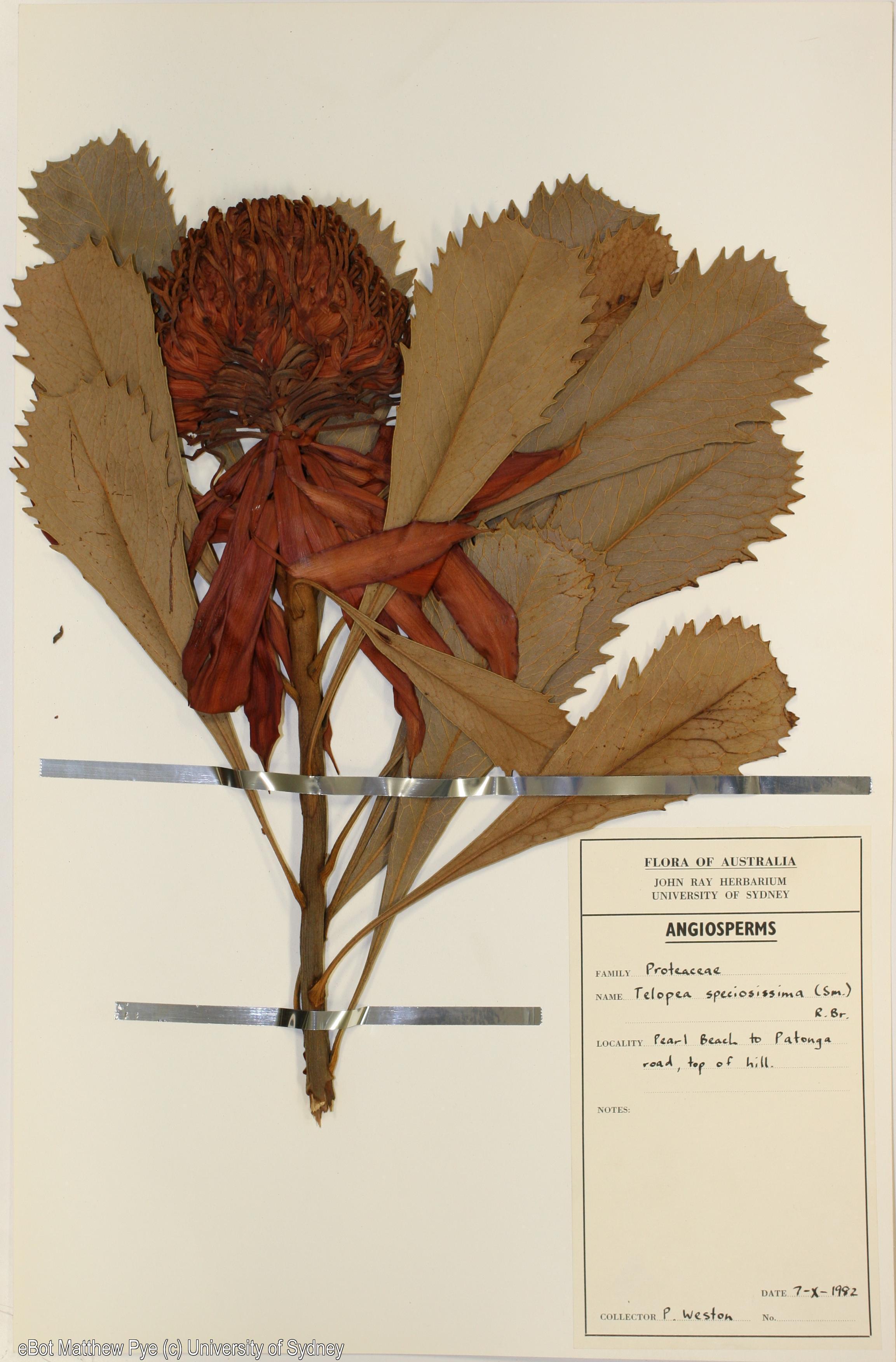 Telopea speciosissima