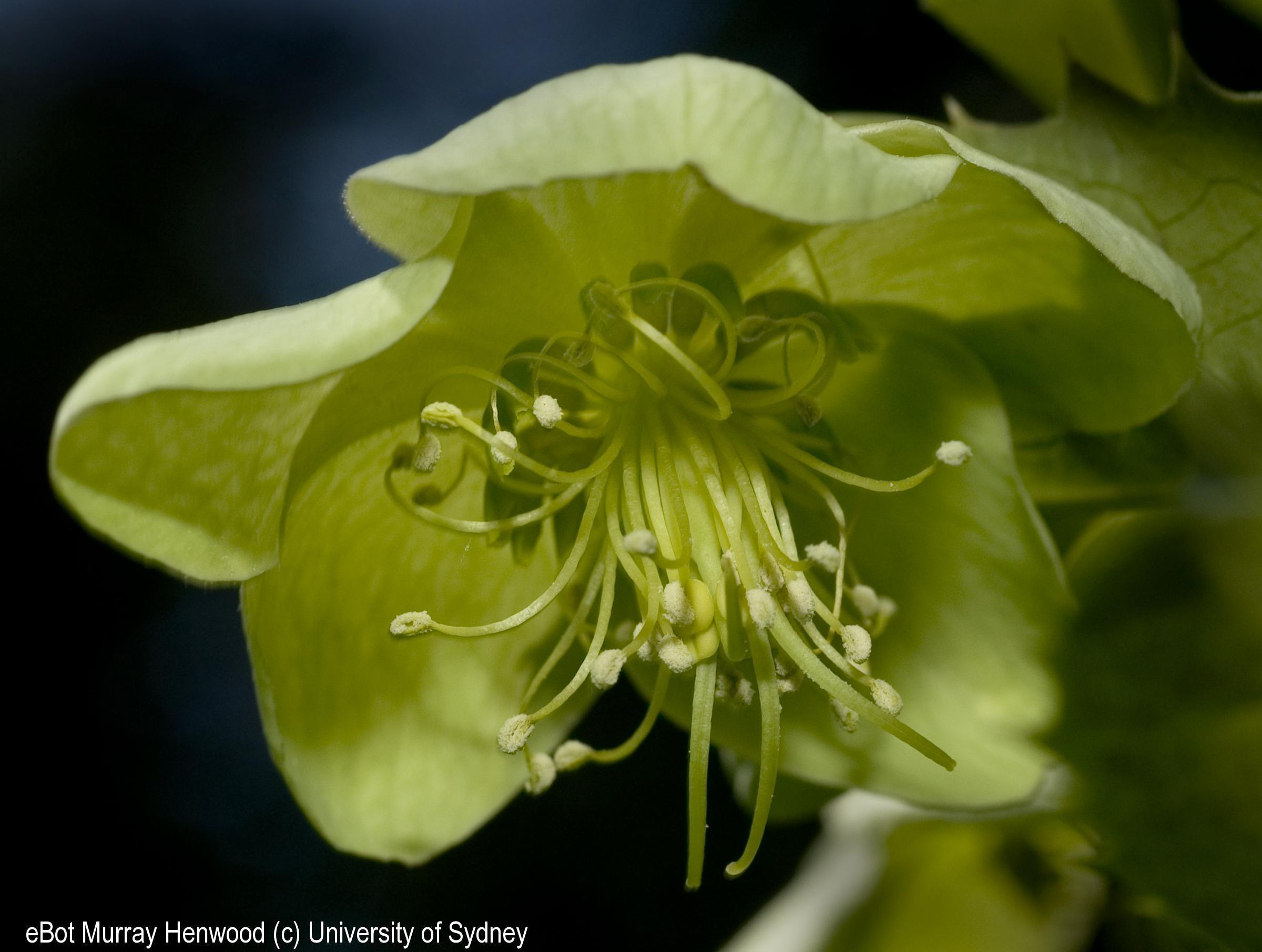 Helleborus sp.