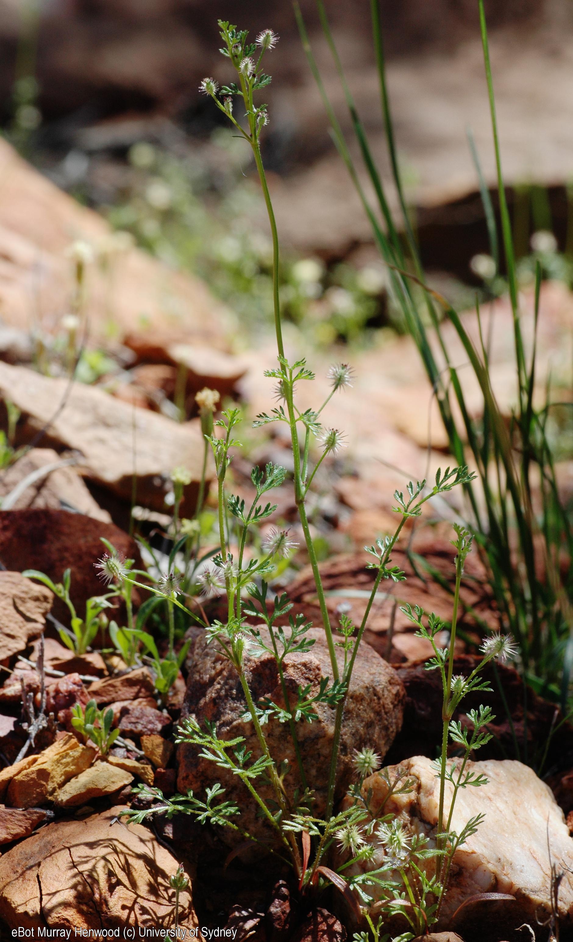Daucus glochidiatus