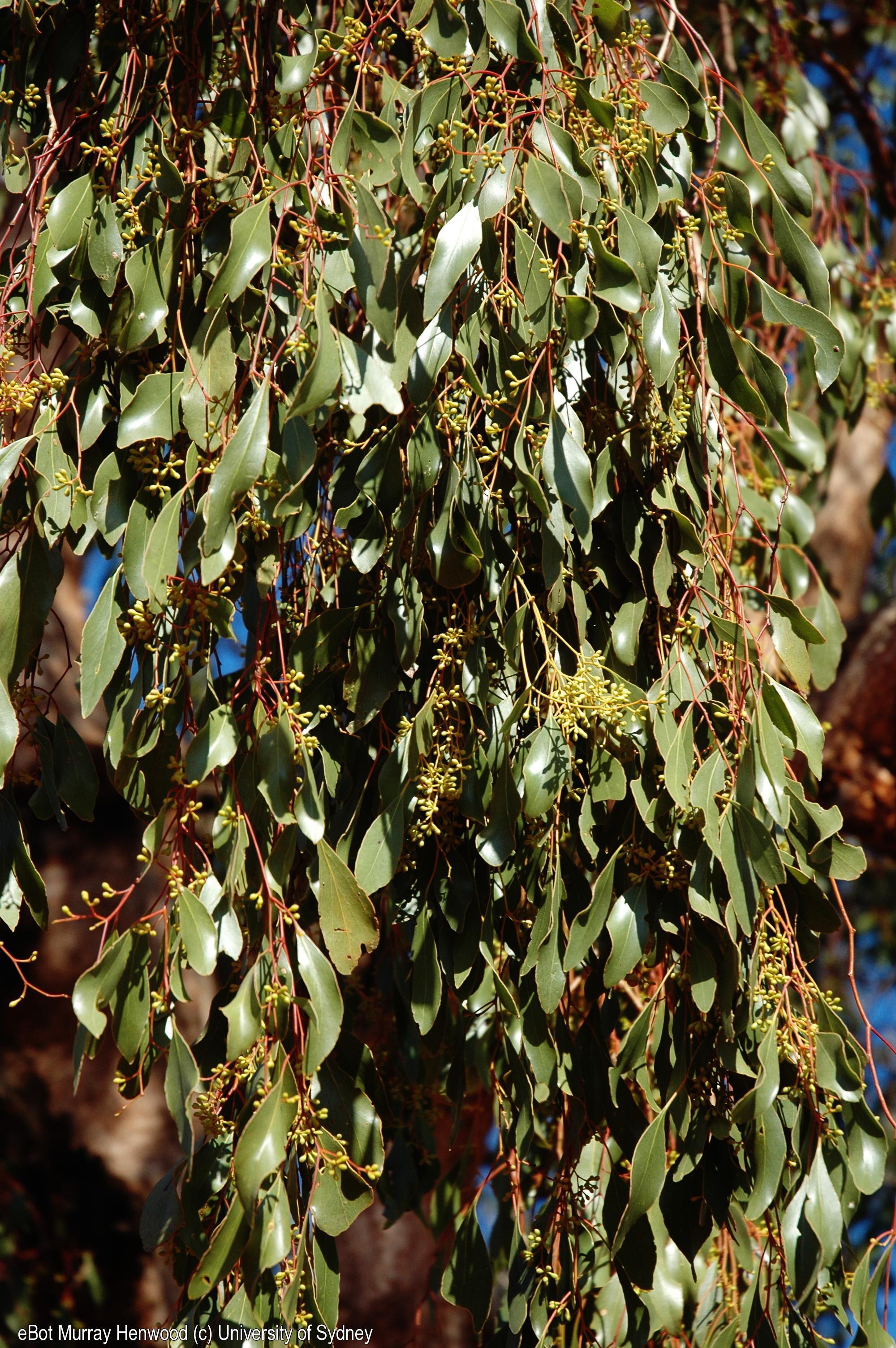 Eucalyptus populnea