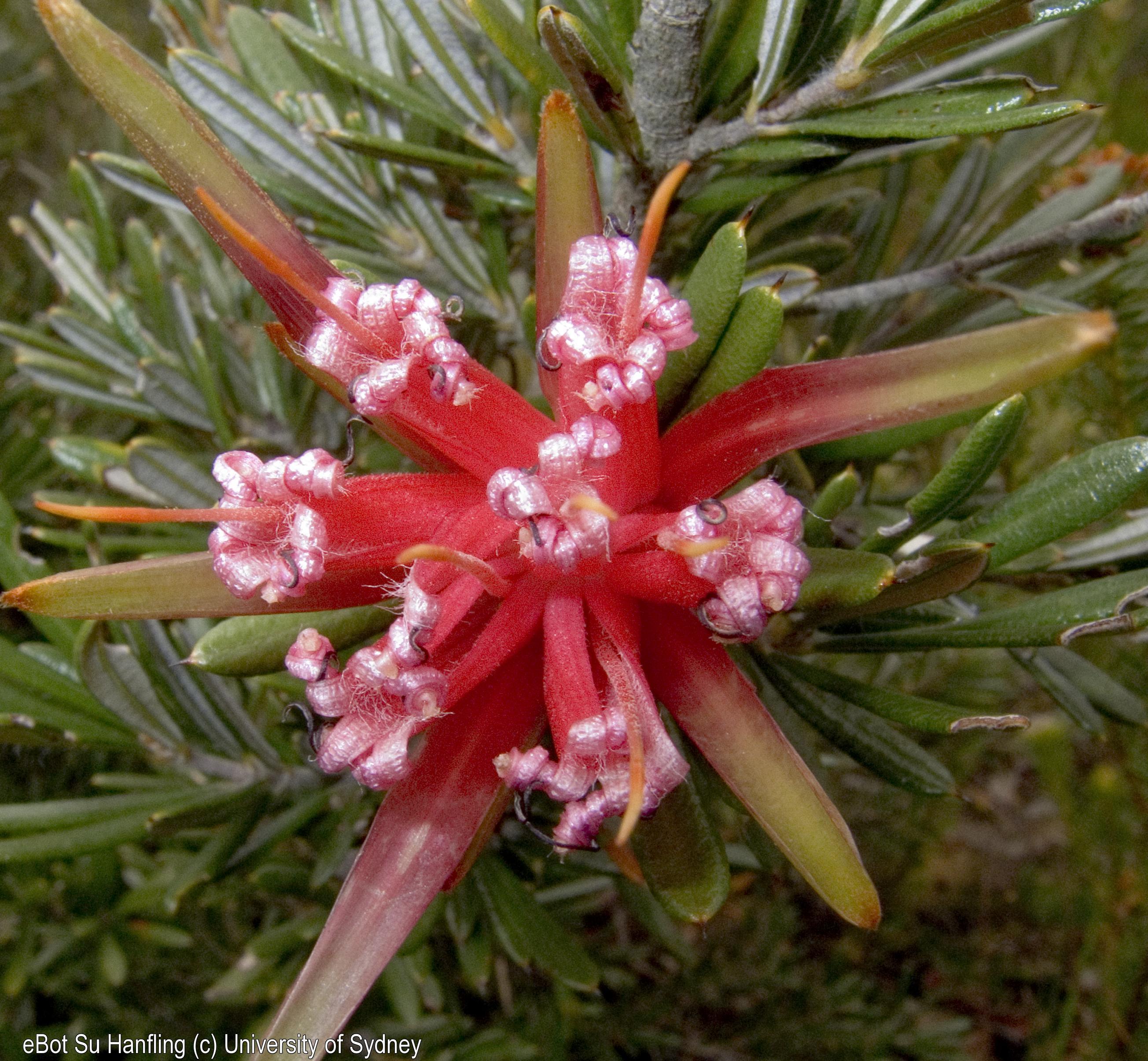 Lambertia formosa