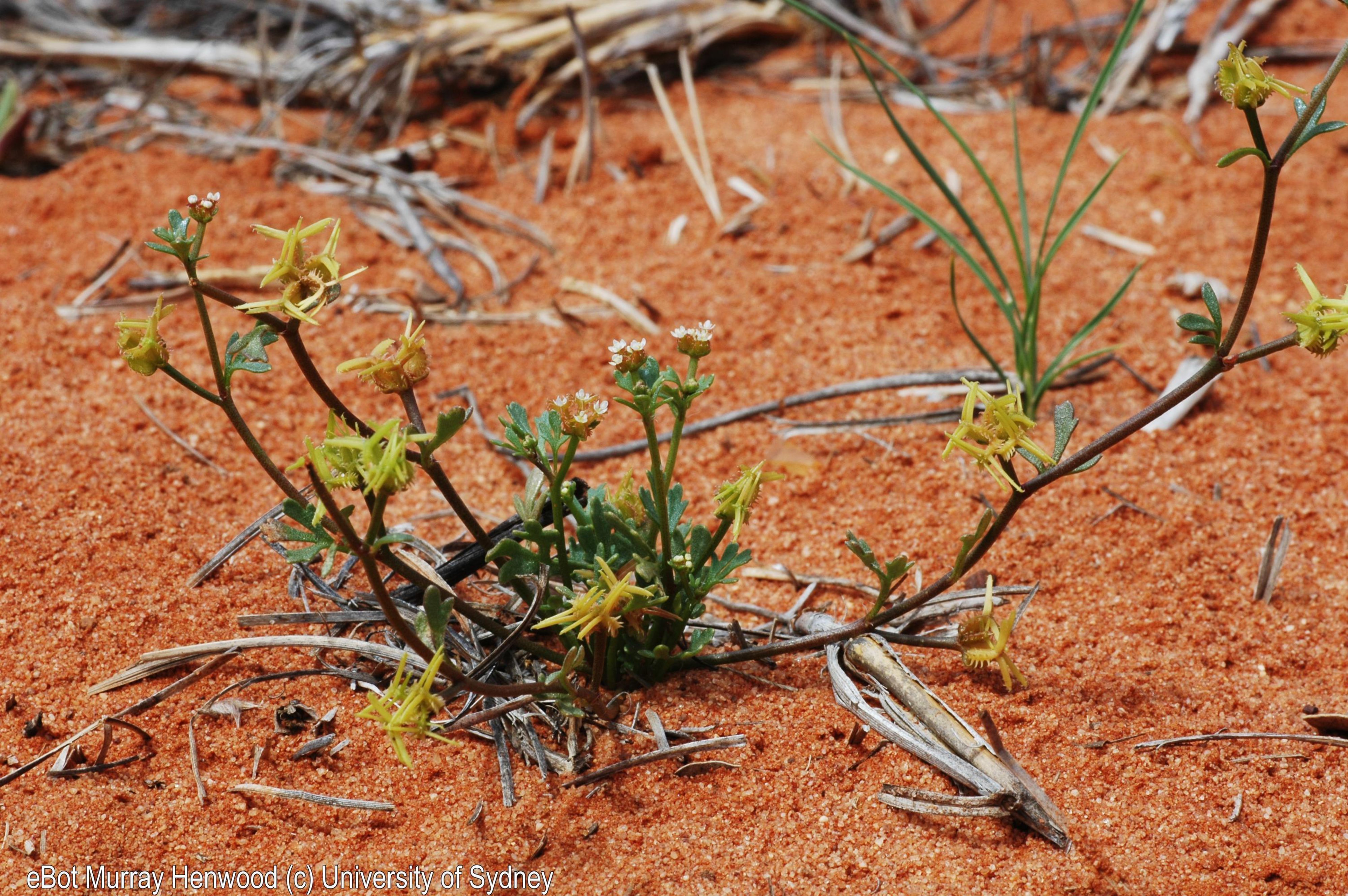 Trachymene ceratocarpa
