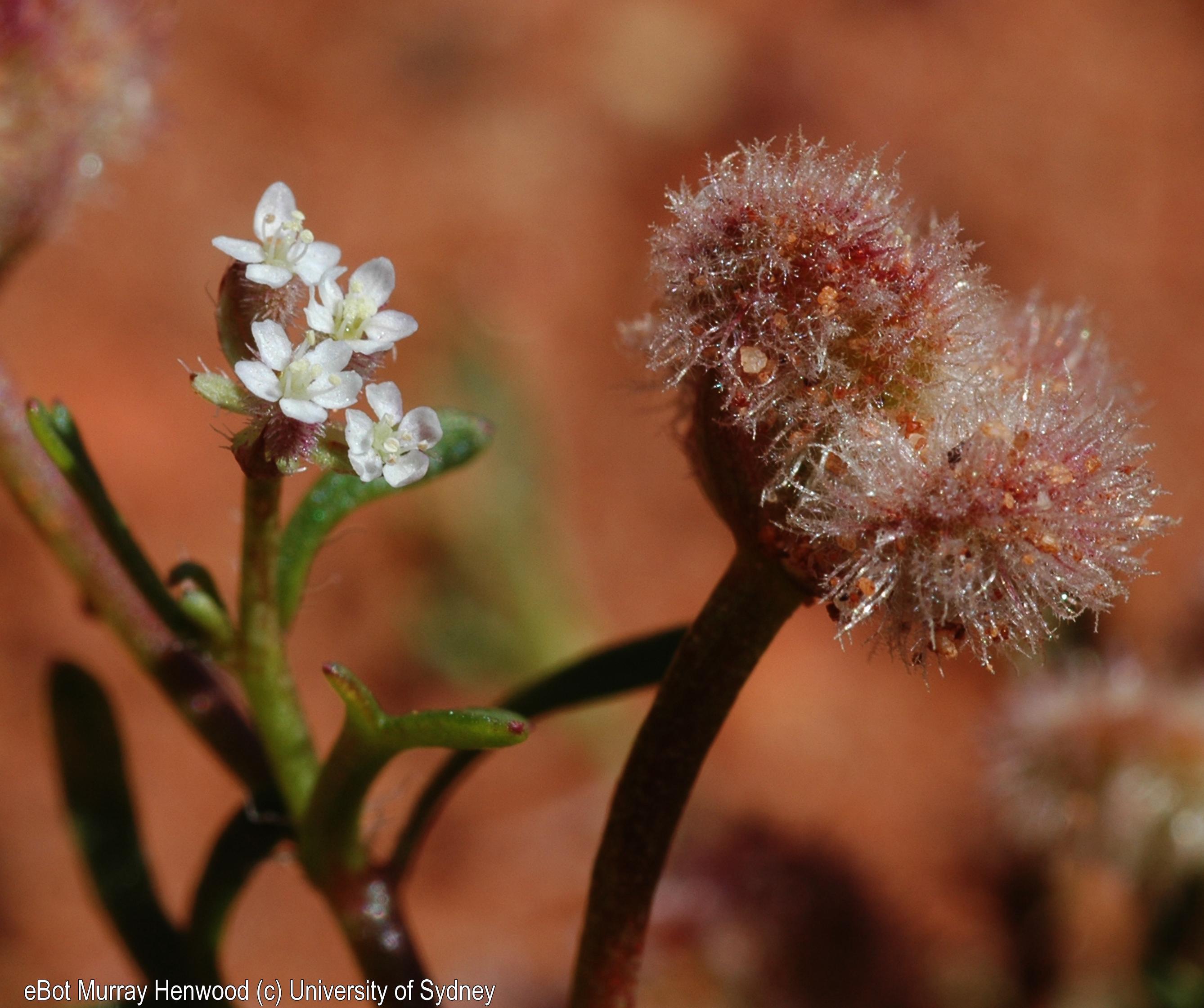 Trachymene cyanopetala