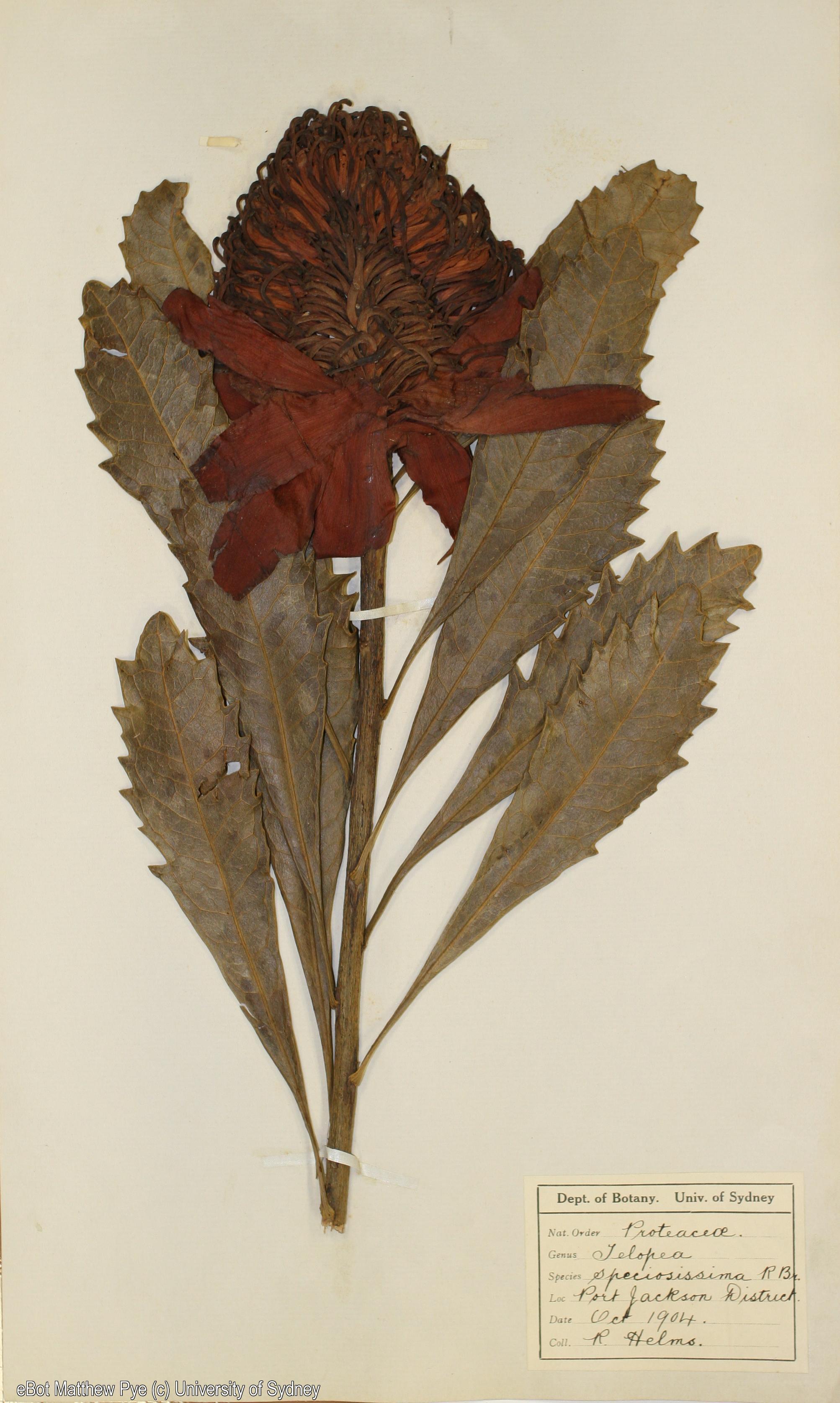 Telopea speciosissima