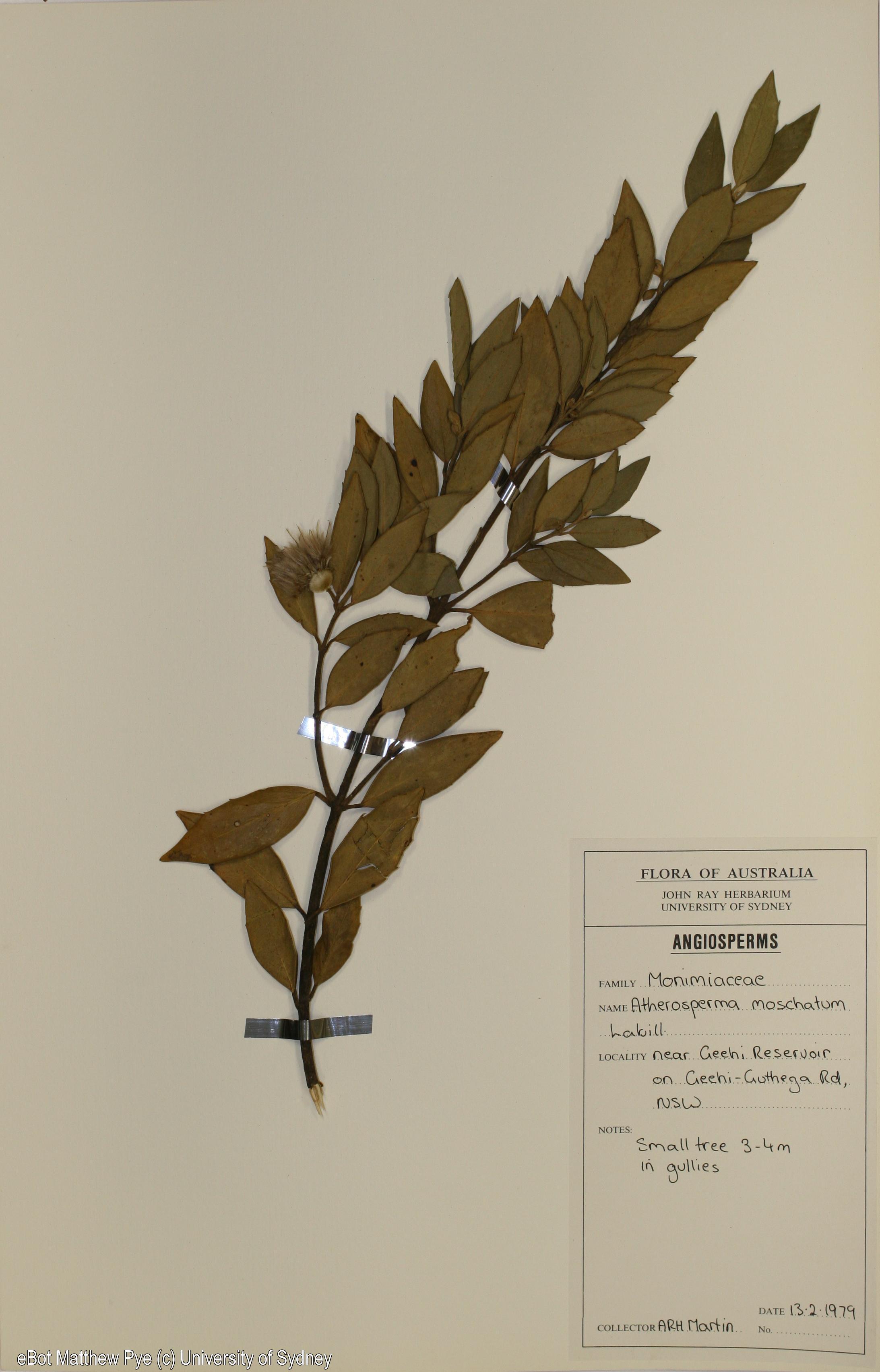 Atherosperma moschatum